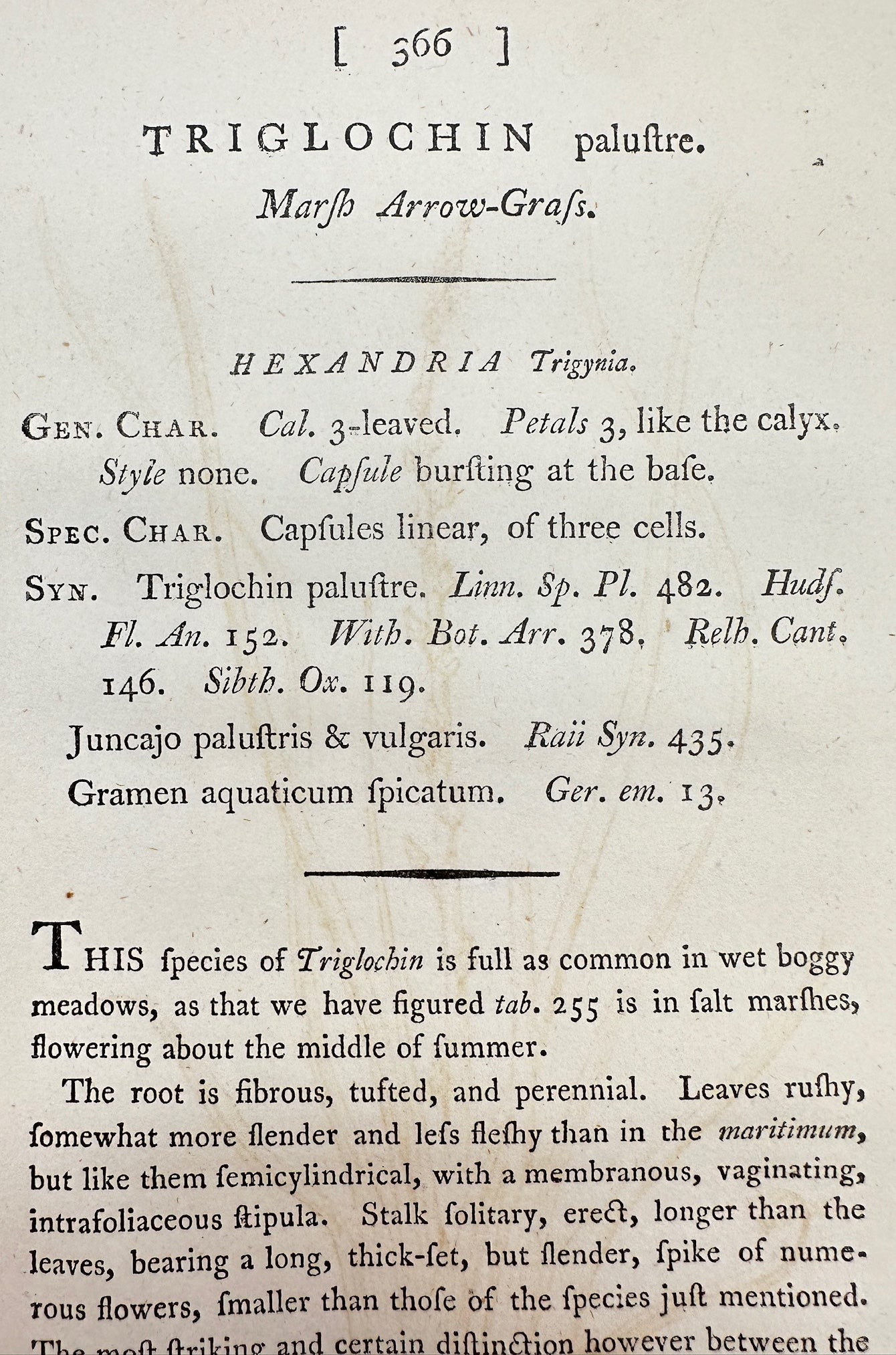 Antique Print - James Sowerby - Triglochin Palustre - Marsh Arrow-Grafs - F1