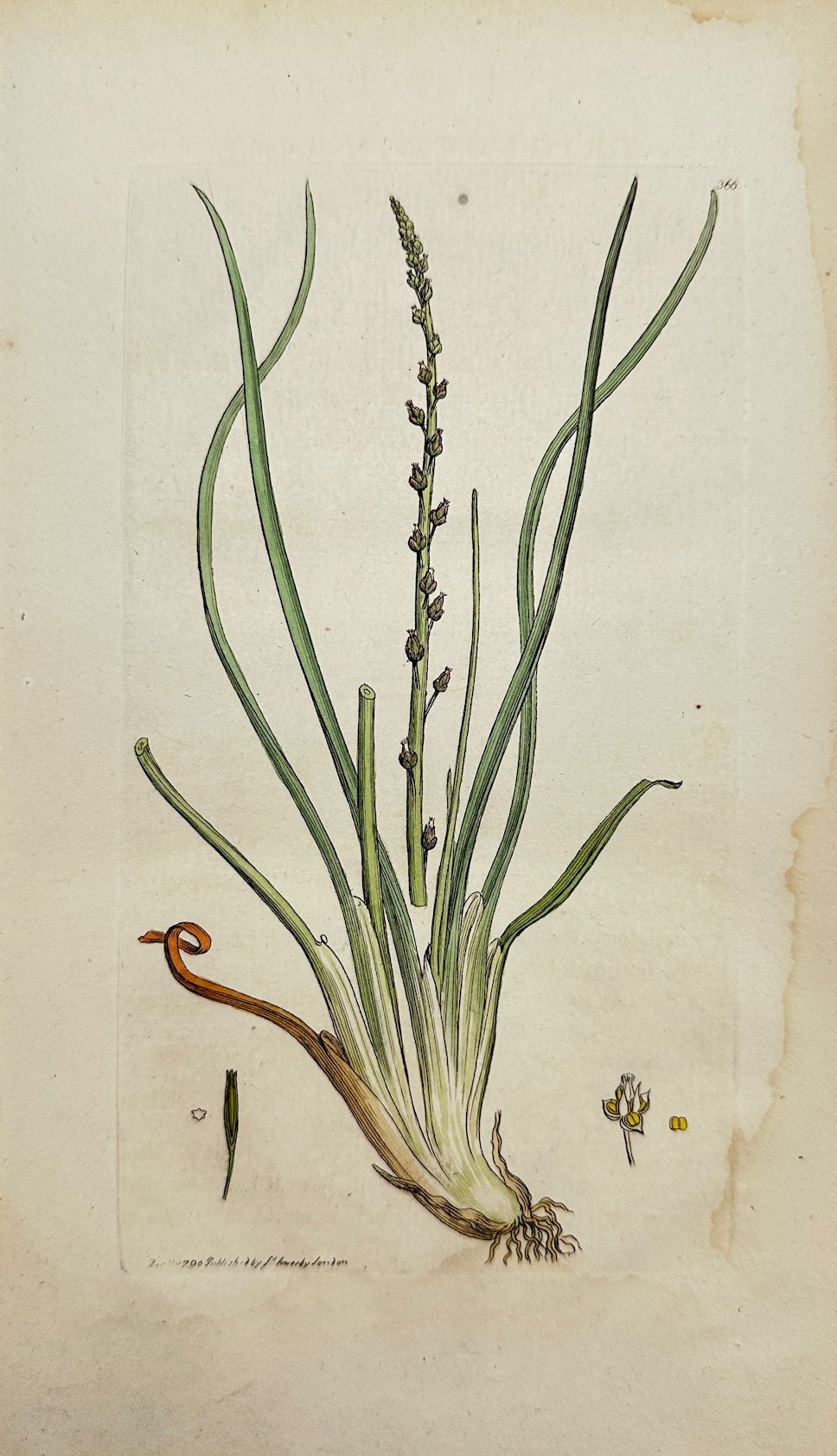 Antique Print - James Sowerby - Triglochin Palustre - Marsh Arrow-Grafs - F1