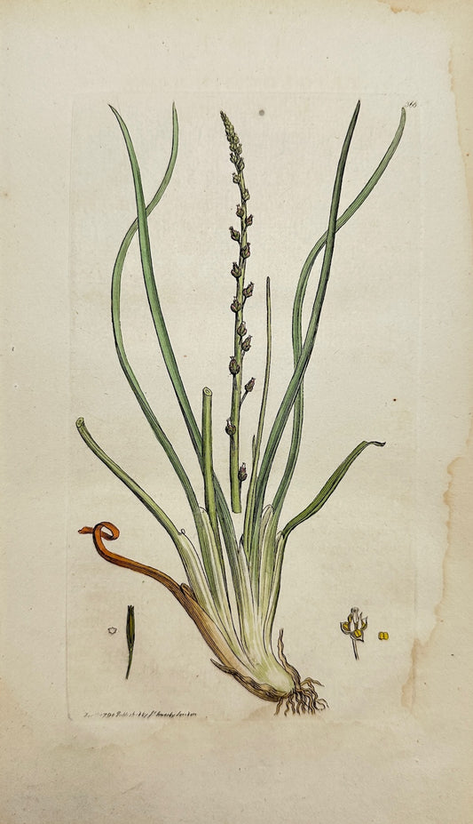 Antique Print - James Sowerby - Triglochin Palustre - Marsh Arrow-Grafs - F1