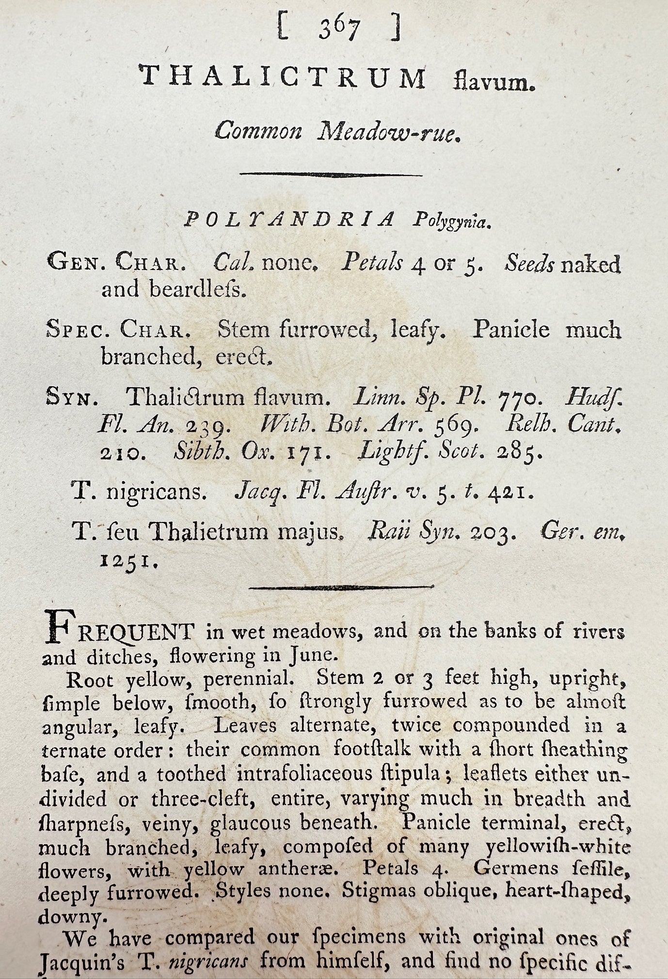 Antique Print - James Sowerby - Thalictrum Flavum - Common Meadow-rue - F1
