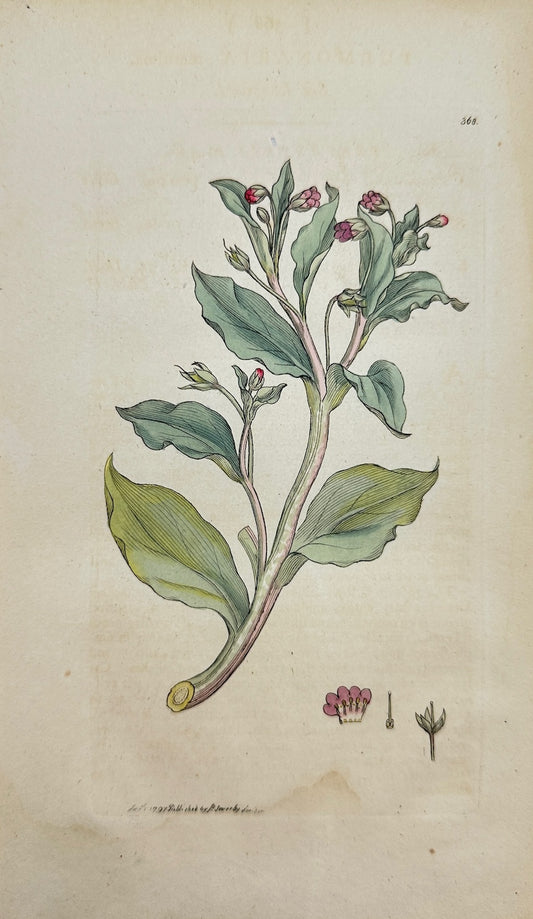 Antique Print - James Sowerby - Pulmonaria Maritima - Sea Lungwort - F1