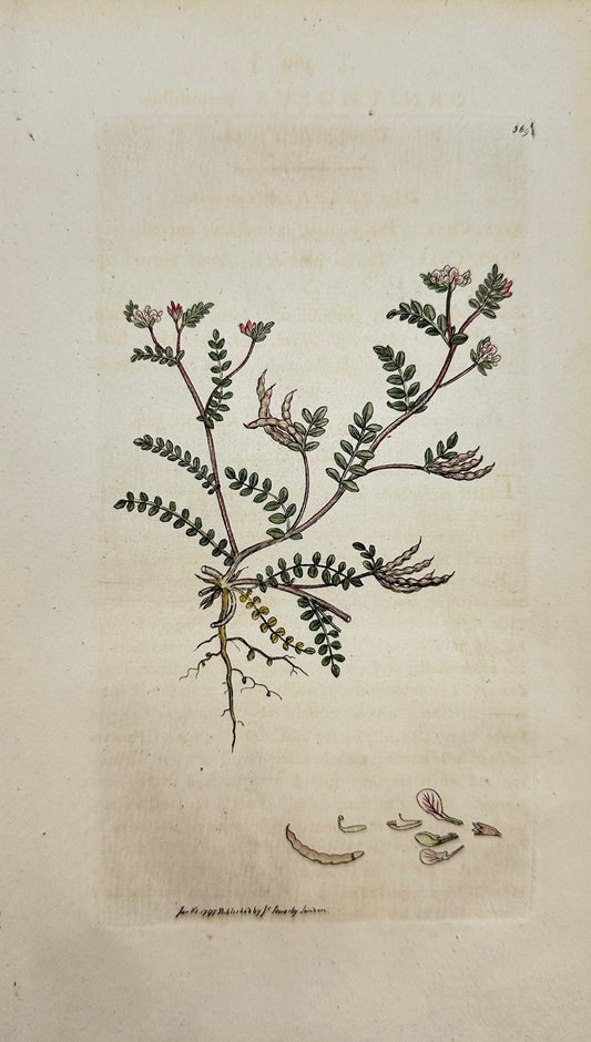 Antique Print - James Sowerby - Ornithopus Perpufillus - Common Bird's-foot - F1