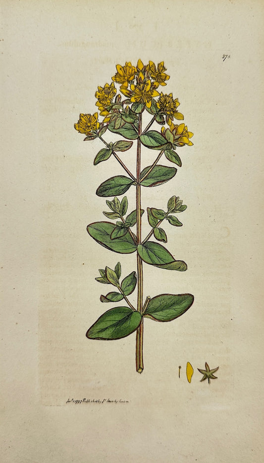 Antique Print - Sowerby - Hypericum Quadrangulum - Square St. John's Wort - F1