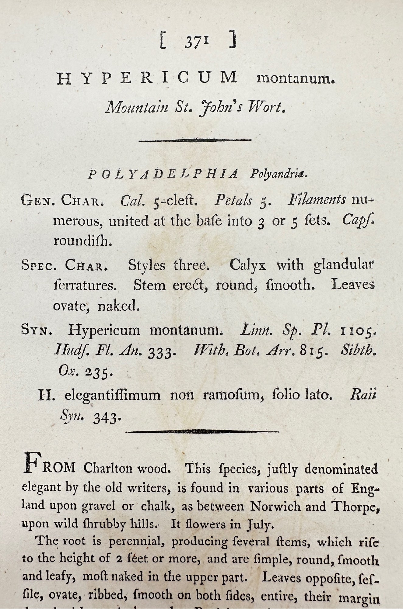 Antique Print - Sowerby - Hypericum Montanum - Mountain St. John's Wort - F1