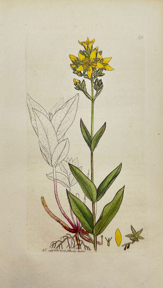 Antique Print - Sowerby - Hypericum Montanum - Mountain St. John's Wort - F1