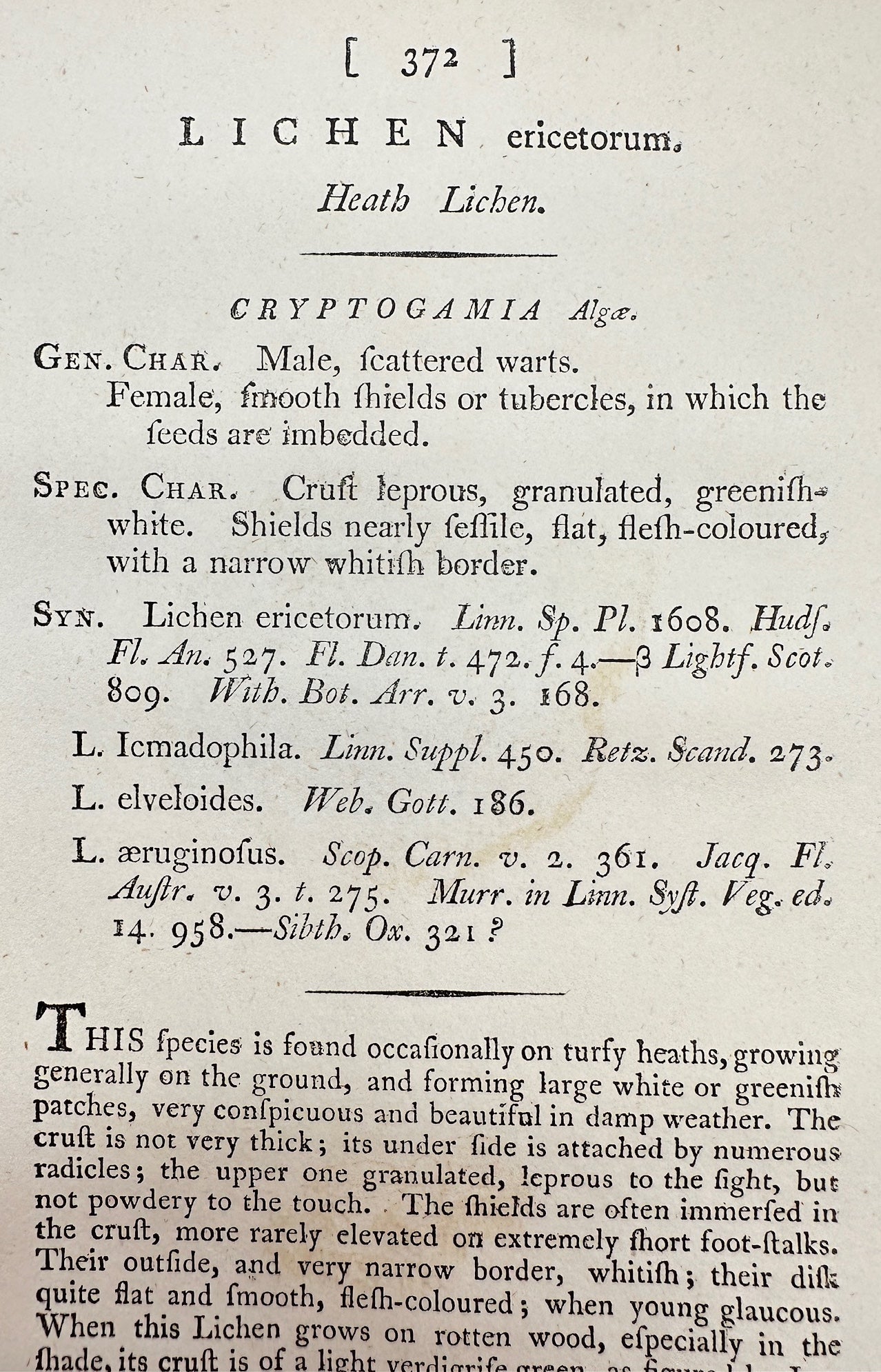 Antique Botanical Print - James Sowerby - Lichen Ericetorum - Heath Lichen - F1