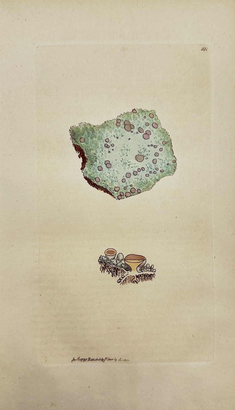 Antique Botanical Print - James Sowerby - Lichen Ericetorum - Heath Lichen - F1