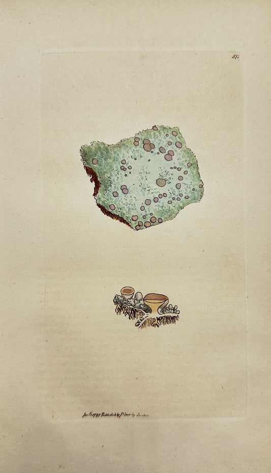Antique Botanical Print - James Sowerby - Lichen Ericetorum - Heath Lichen - F1