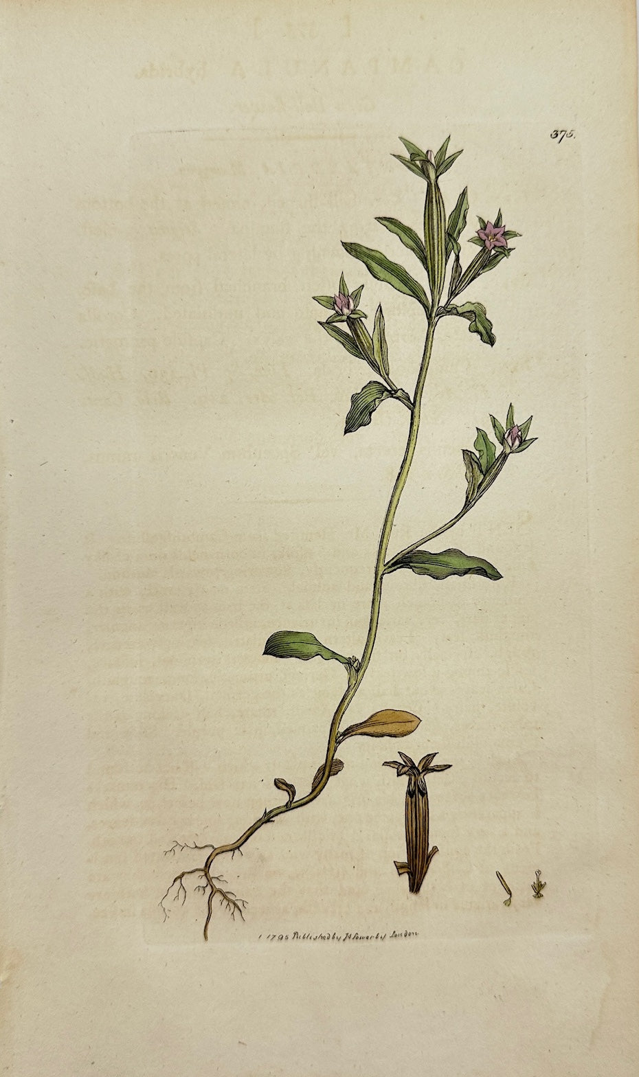 Antique Print - James Sowerby - Campanula Hybrida - Corn Bell-flower - F1