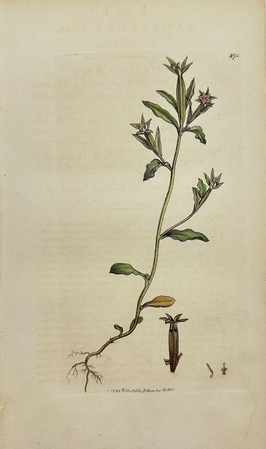 Antique Print - James Sowerby - Campanula Hybrida - Corn Bell-flower - F1