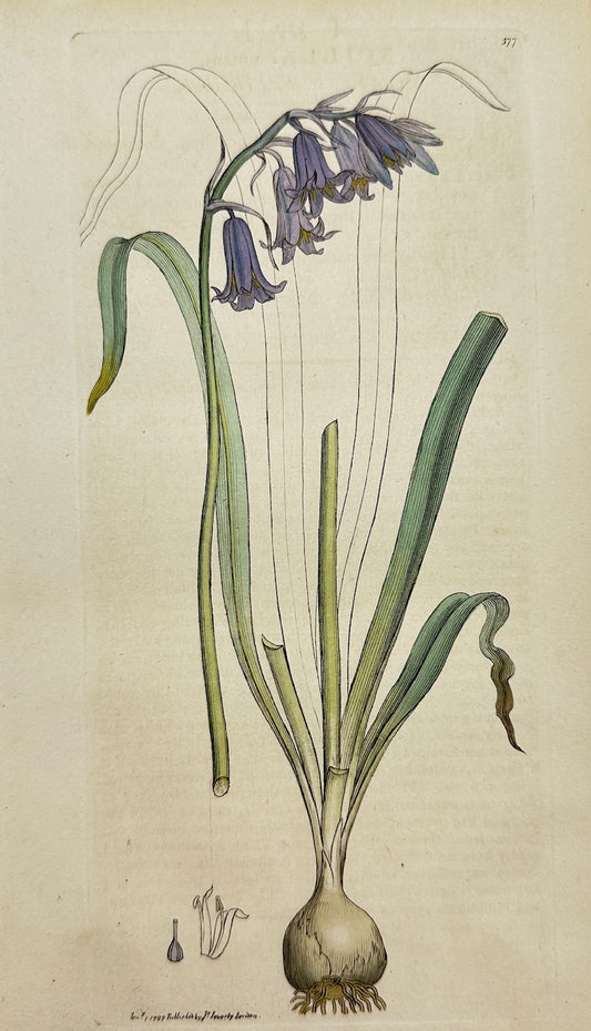 Antique Botanical Print - James Sowerby - Scilla Nutans - Hare-bell - F1