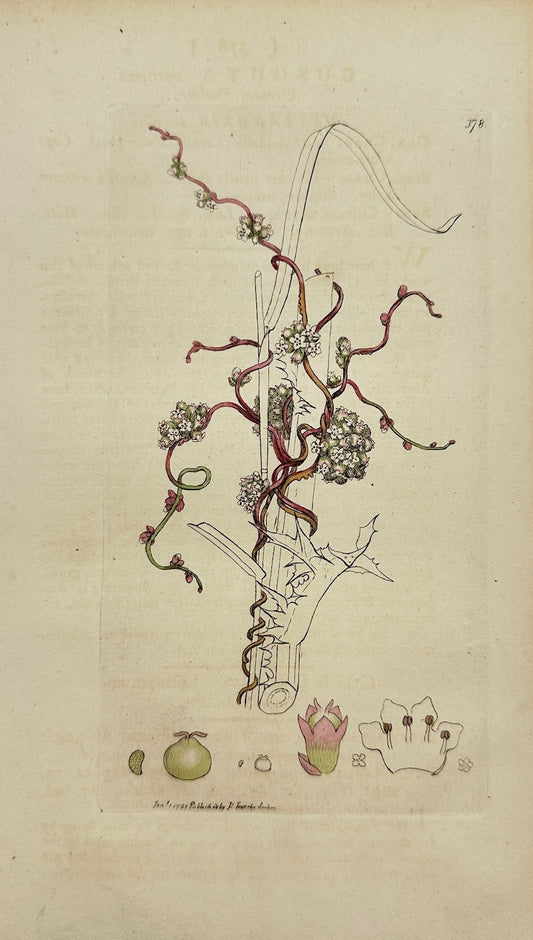 Antique Botanical Print - James Sowerby - Cuscuta Europæa - Greater Dodder - F1