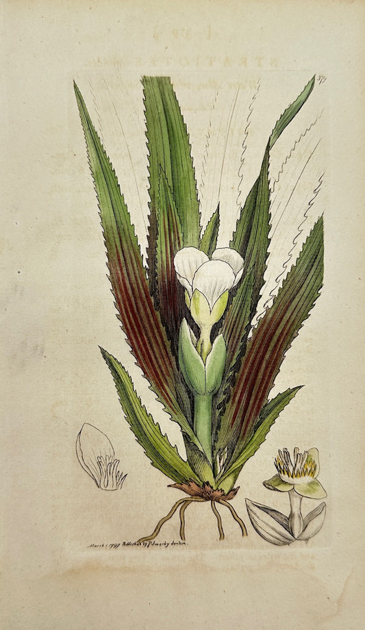 Antique Botanical Print - James Sowerby - Stratiotes Aloides - Water Aloe - F1