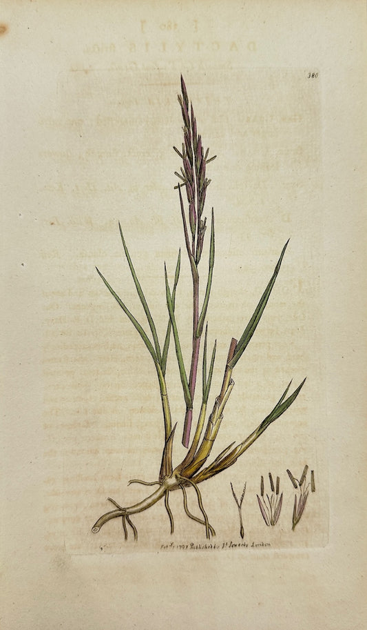 Antique Print - James Sowerby - Dactylis ſtricta - Smooth Cock's-foot Grafs - F1