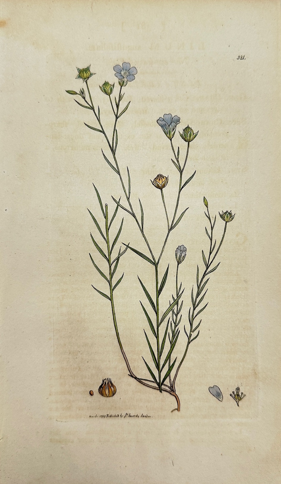 Antique Print - James Sowerby - Linum Angustifolium - Narrow-leaved Flax - F1