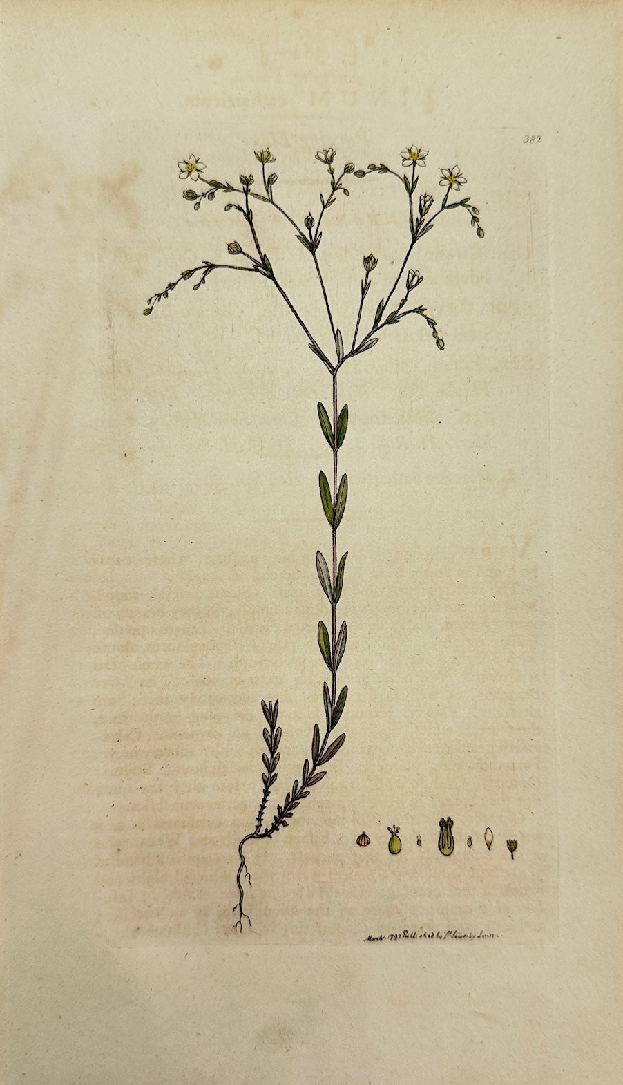 Antique Botanical Print - James Sowerby - Linum Catharticum - Purging Flax - F1