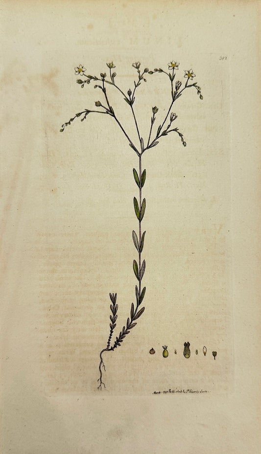 Antique Botanical Print - James Sowerby - Linum Catharticum - Purging Flax - F1
