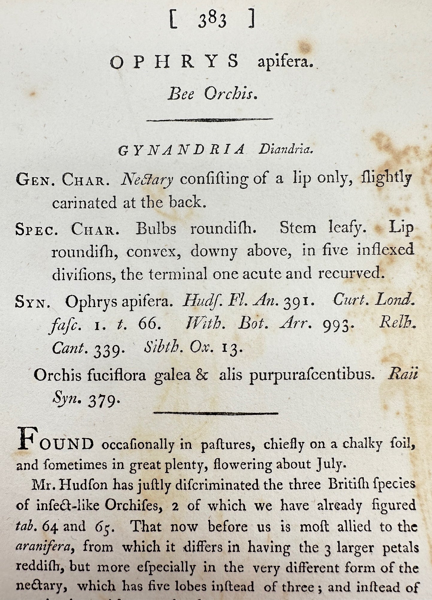 Antique Botanical Print - James Sowerby - Ophrys Apifera - Bee Orchis - F1