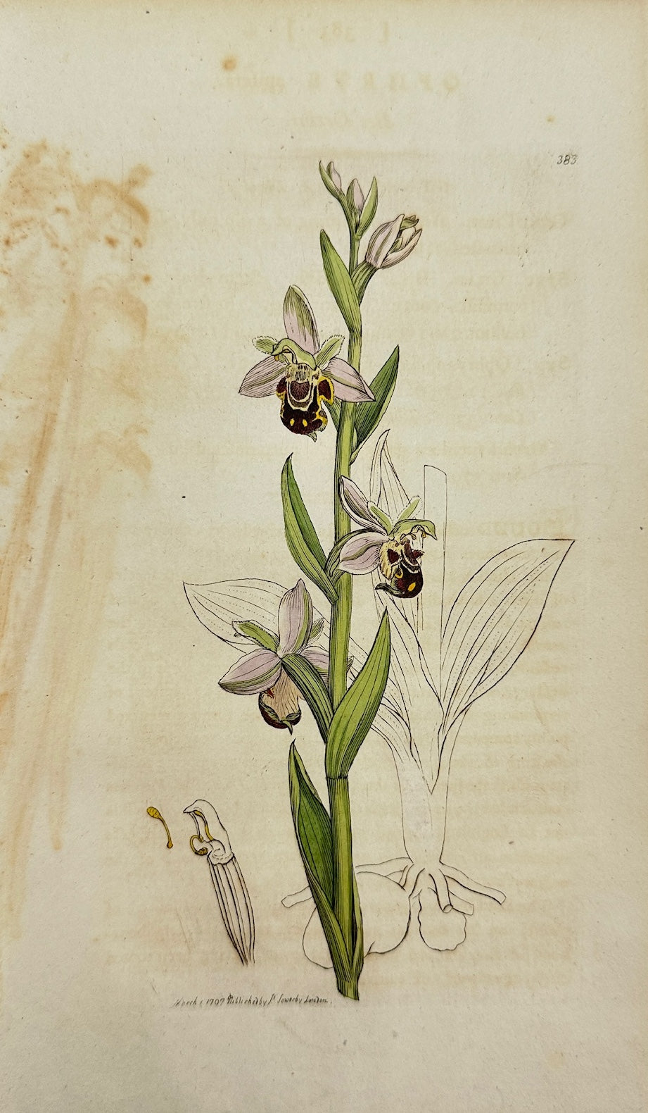 Antique Botanical Print - James Sowerby - Ophrys Apifera - Bee Orchis - F1