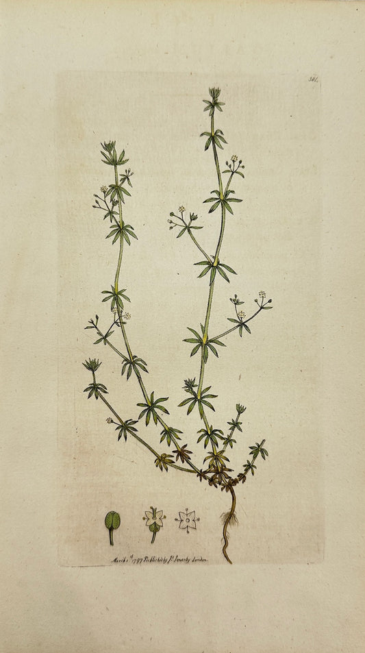 Antique Print - James Sowerby - Galium Anglicum - Small Ladies-bedſtraw - F1