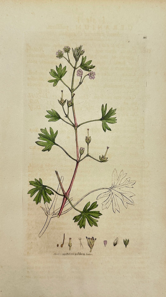 Antique Print - Sowerby - Geranium Pufillum - Small-flowered Cranesbill - F1