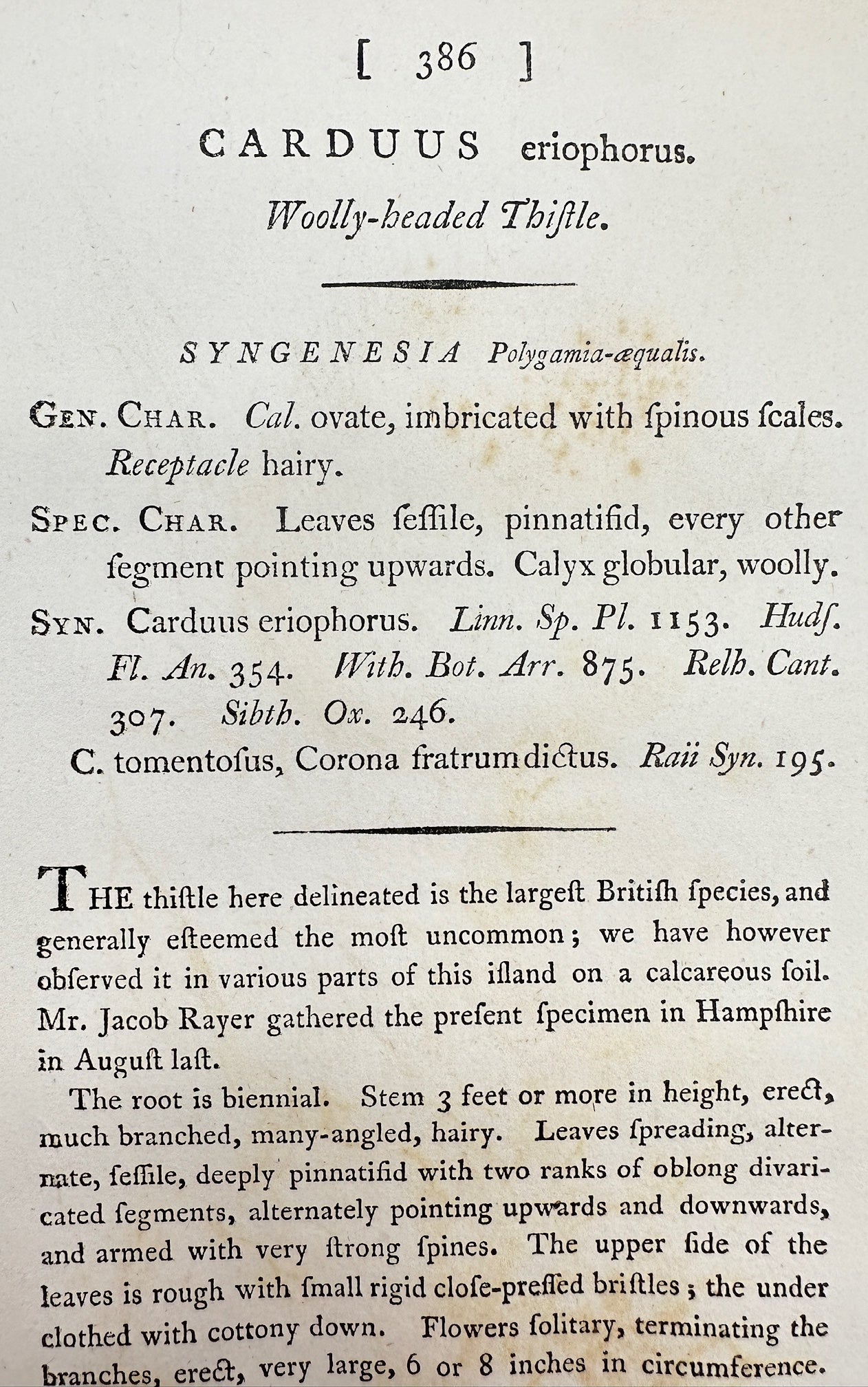 Antique Print - James Sowerby - Carduus Eriophorus - Woolly-headed Thistle - F1