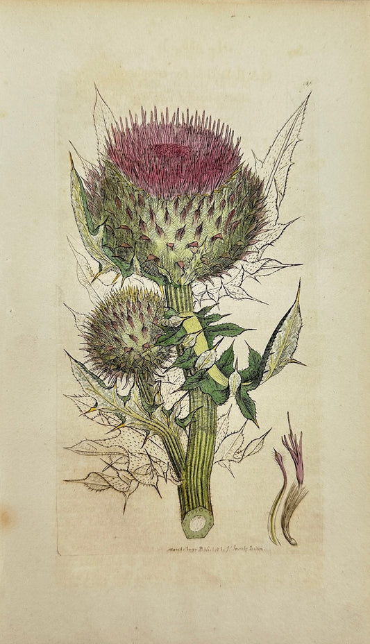 Antique Print - James Sowerby - Carduus Eriophorus - Woolly-headed Thistle - F1