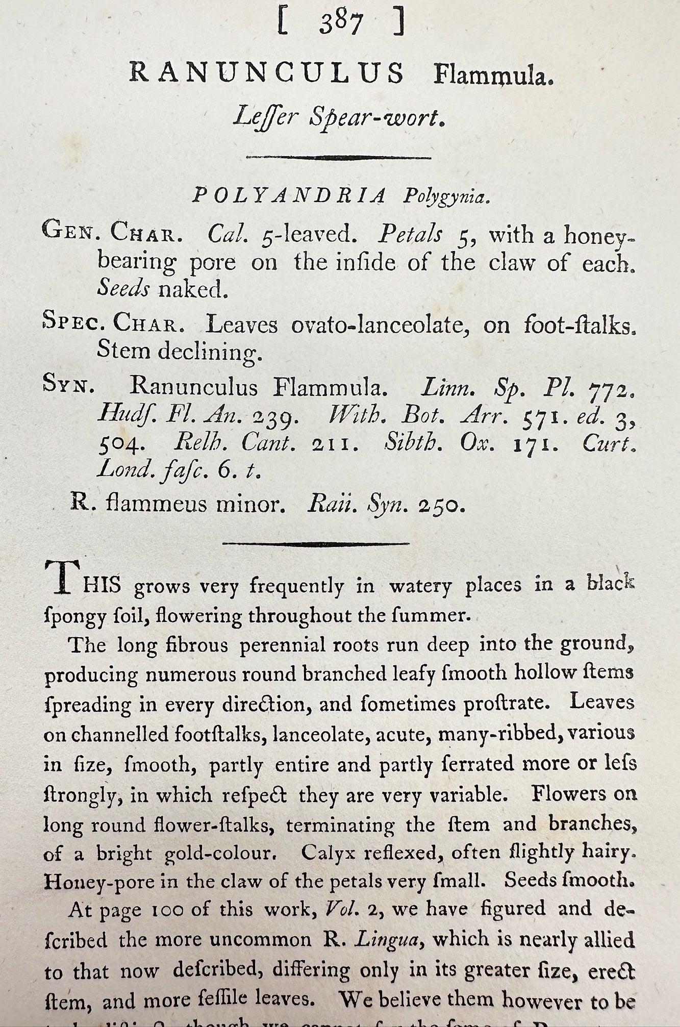 Antique Print - James Sowerby - Banunculus Flammula - Leffer Spear-wort - F1