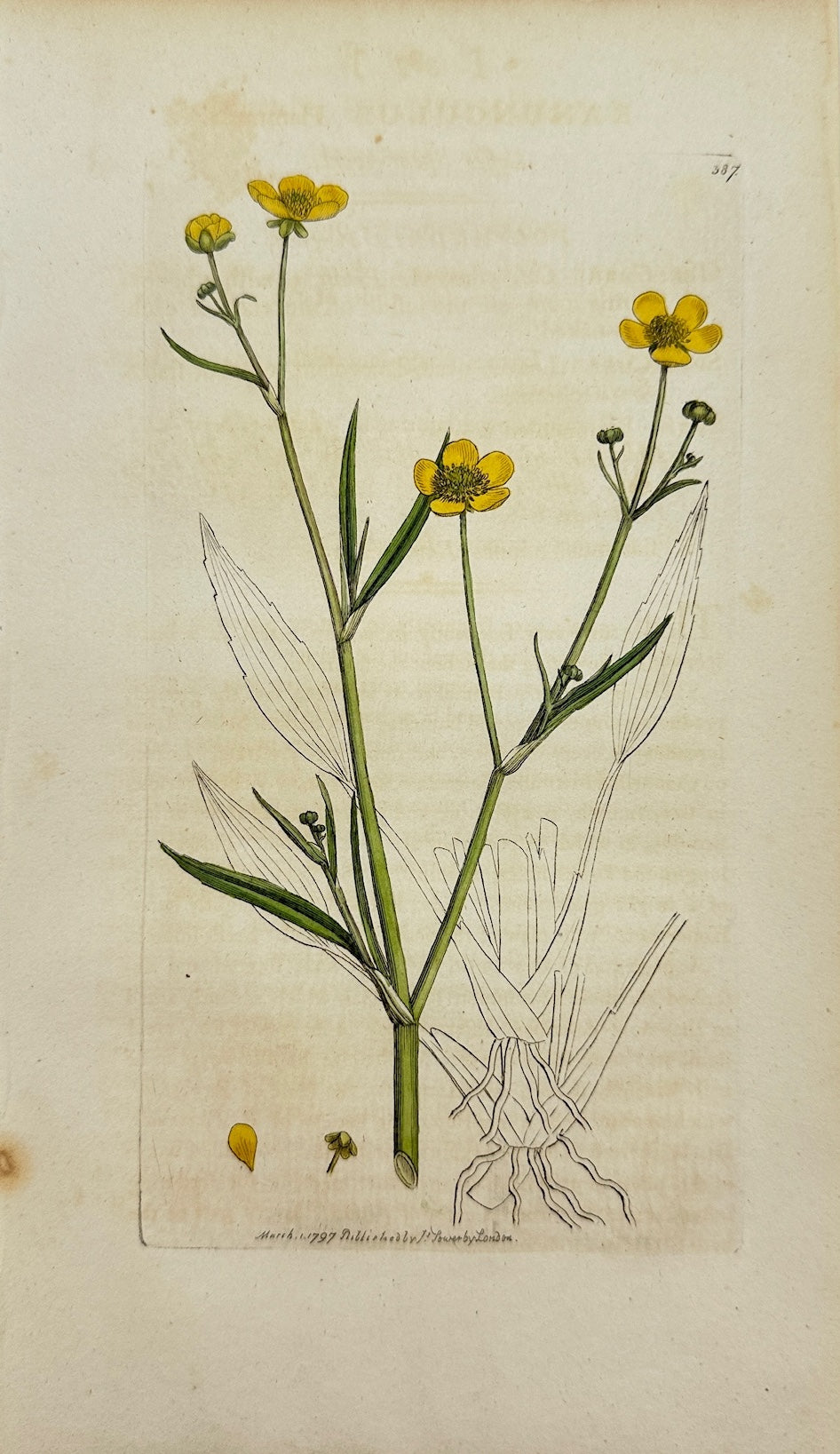 Antique Print - James Sowerby - Banunculus Flammula - Leffer Spear-wort - F1