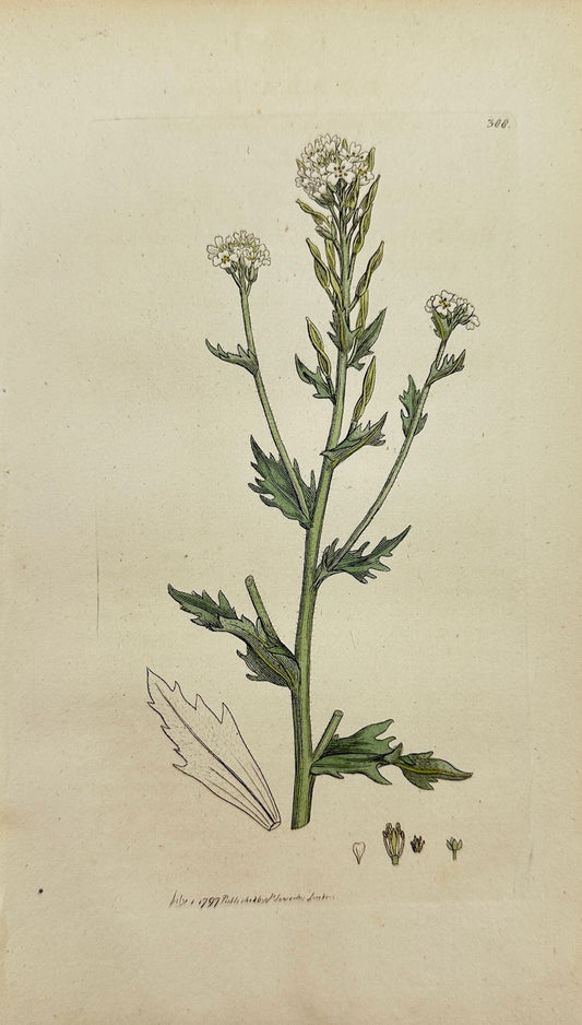 Antique Print - Sowerby - Draba Incana - Twisted-podded Whitlow-grafs - F1