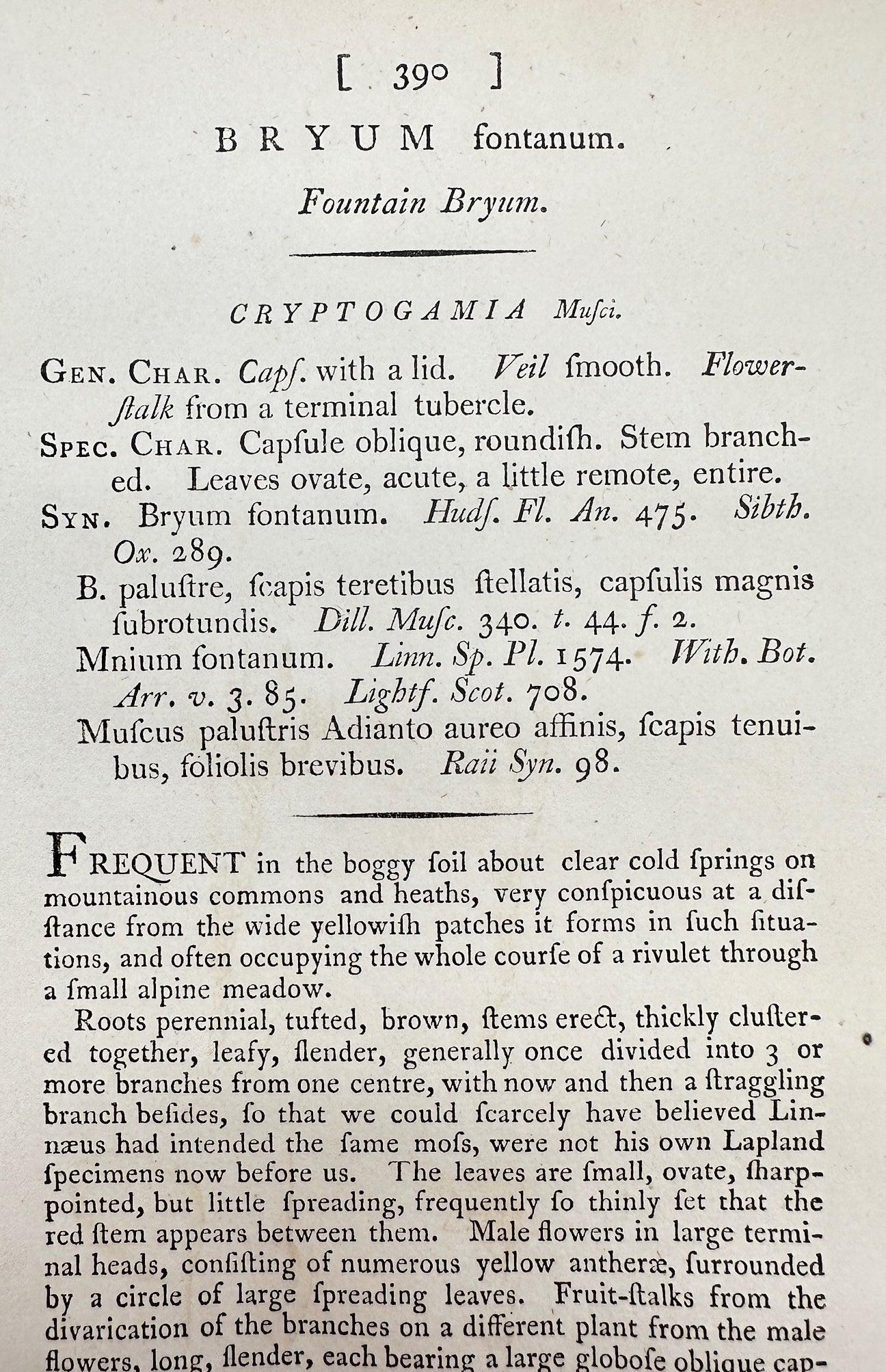 Antique Botanical Print - James Sowerby - Bryum Fontanum - Fountain Bryum - F1