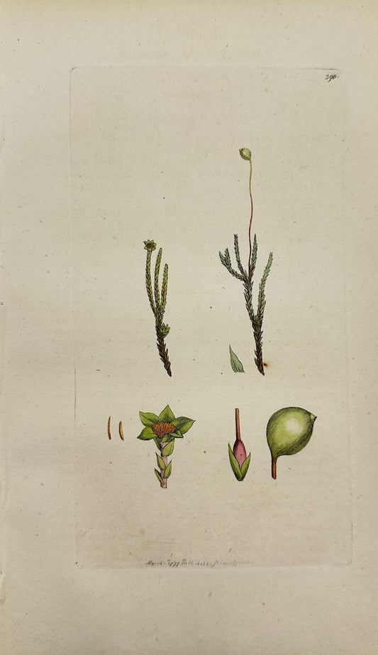 Antique Botanical Print - James Sowerby - Bryum Fontanum - Fountain Bryum - F1