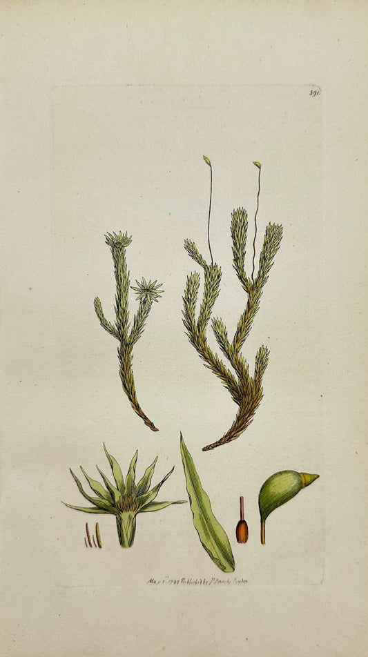 Antique Botanical Print - James Sowerby - Bryum Palustre - Marsh Bryum - F1