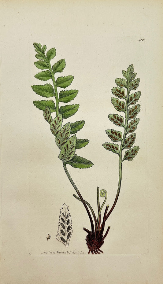 Antique Print - James Sowerby - Asplenium Marinum - Sea Spleenwort - F1