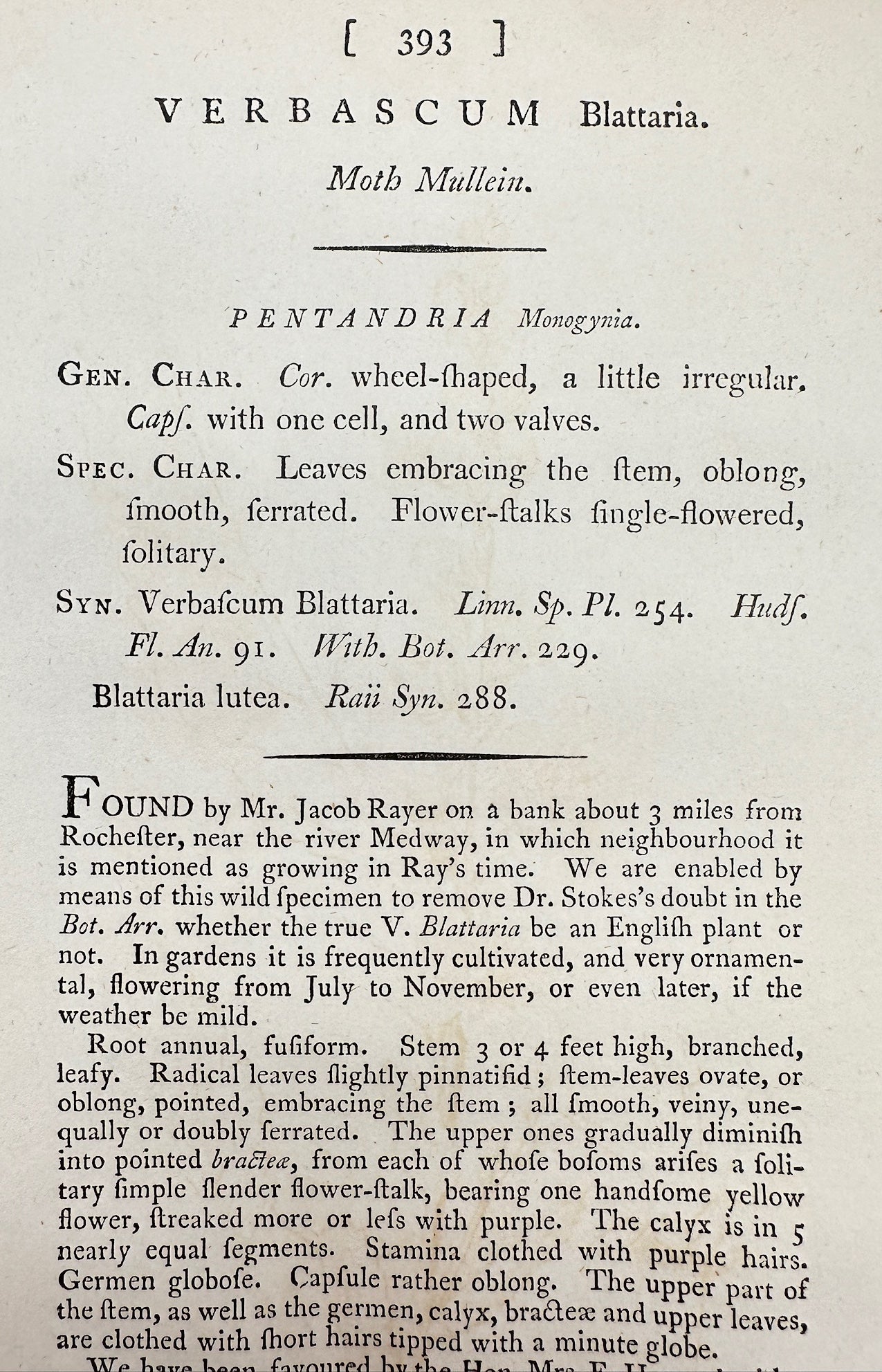 Antique Print - James Sowerby - Verbascum Blattaria - Moth Mullein - F1