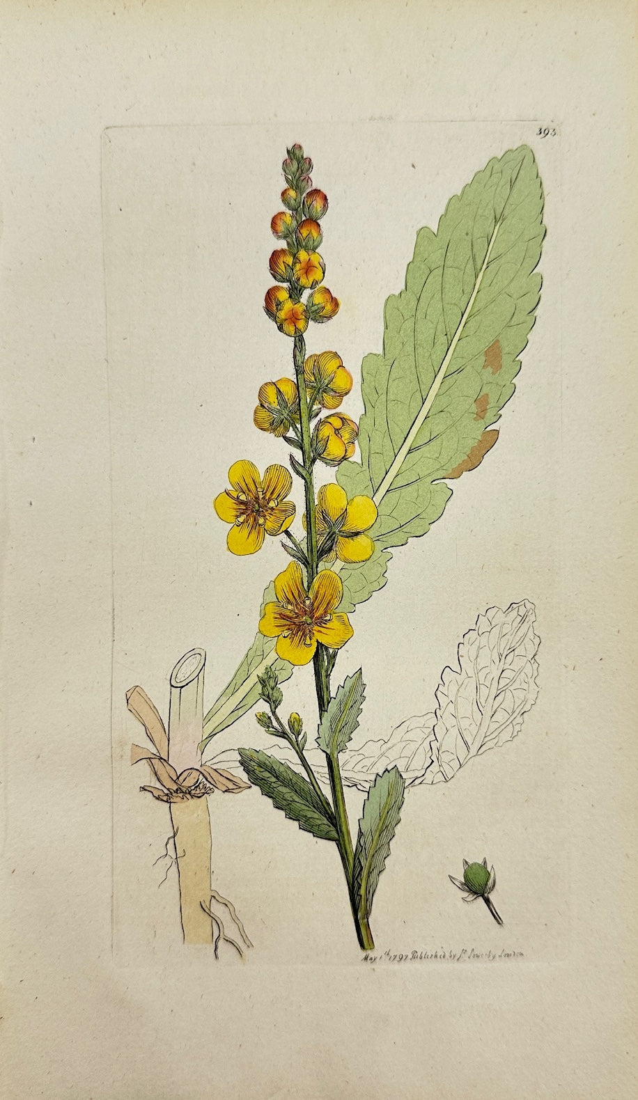 Antique Print - James Sowerby - Verbascum Blattaria - Moth Mullein - F1