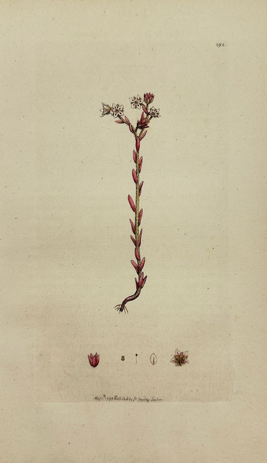Antique Botanical Print - James Sowerby - Sedum Villofum - Hairy Stonecrop - F1