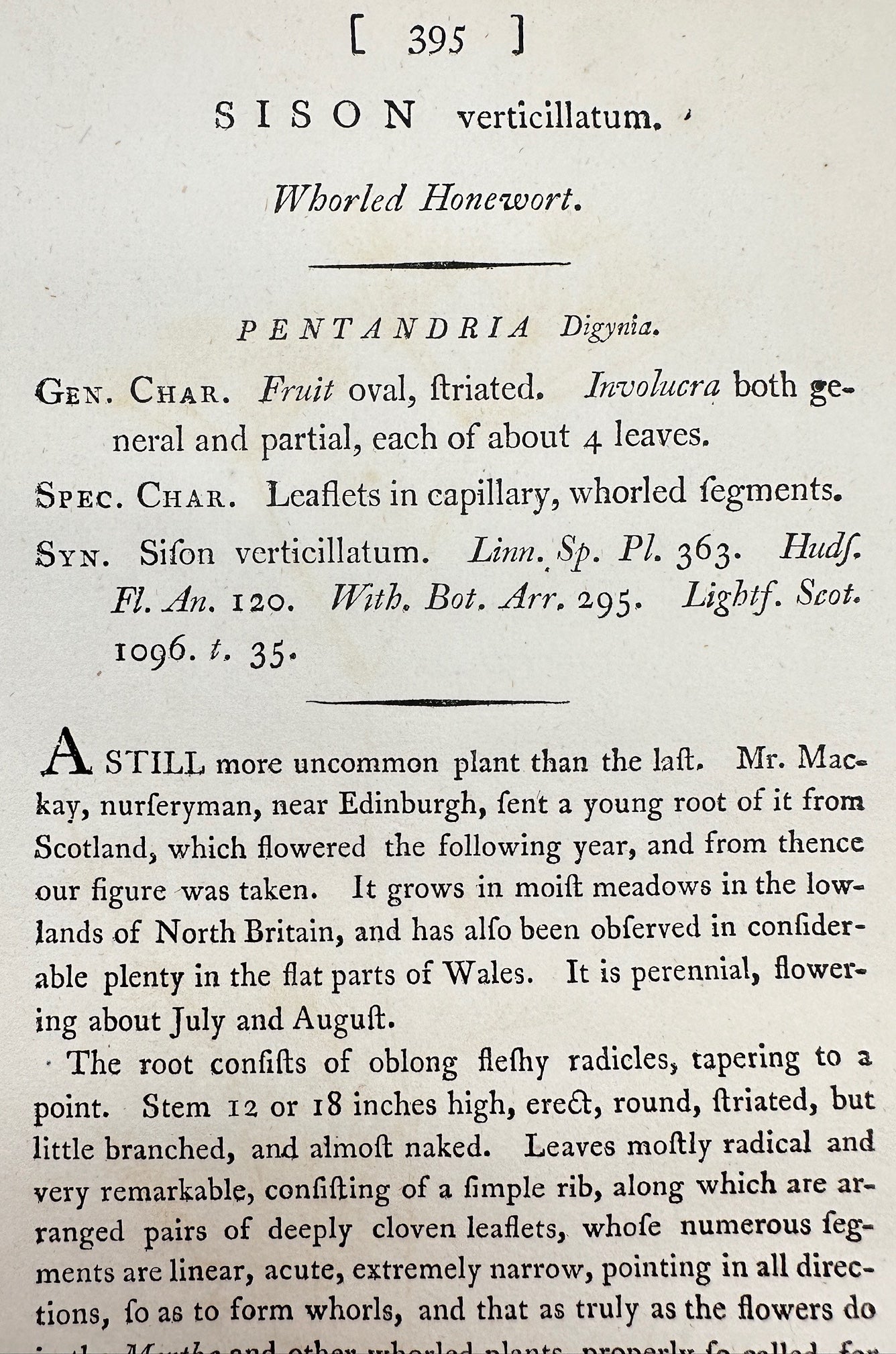 Antique Print - James Sowerby - Sison Verticill - Whorled Honewort - F1