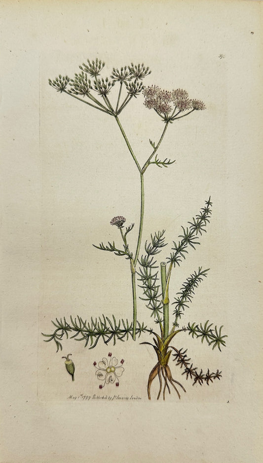 Antique Print - James Sowerby - Sison Verticill - Whorled Honewort - F1