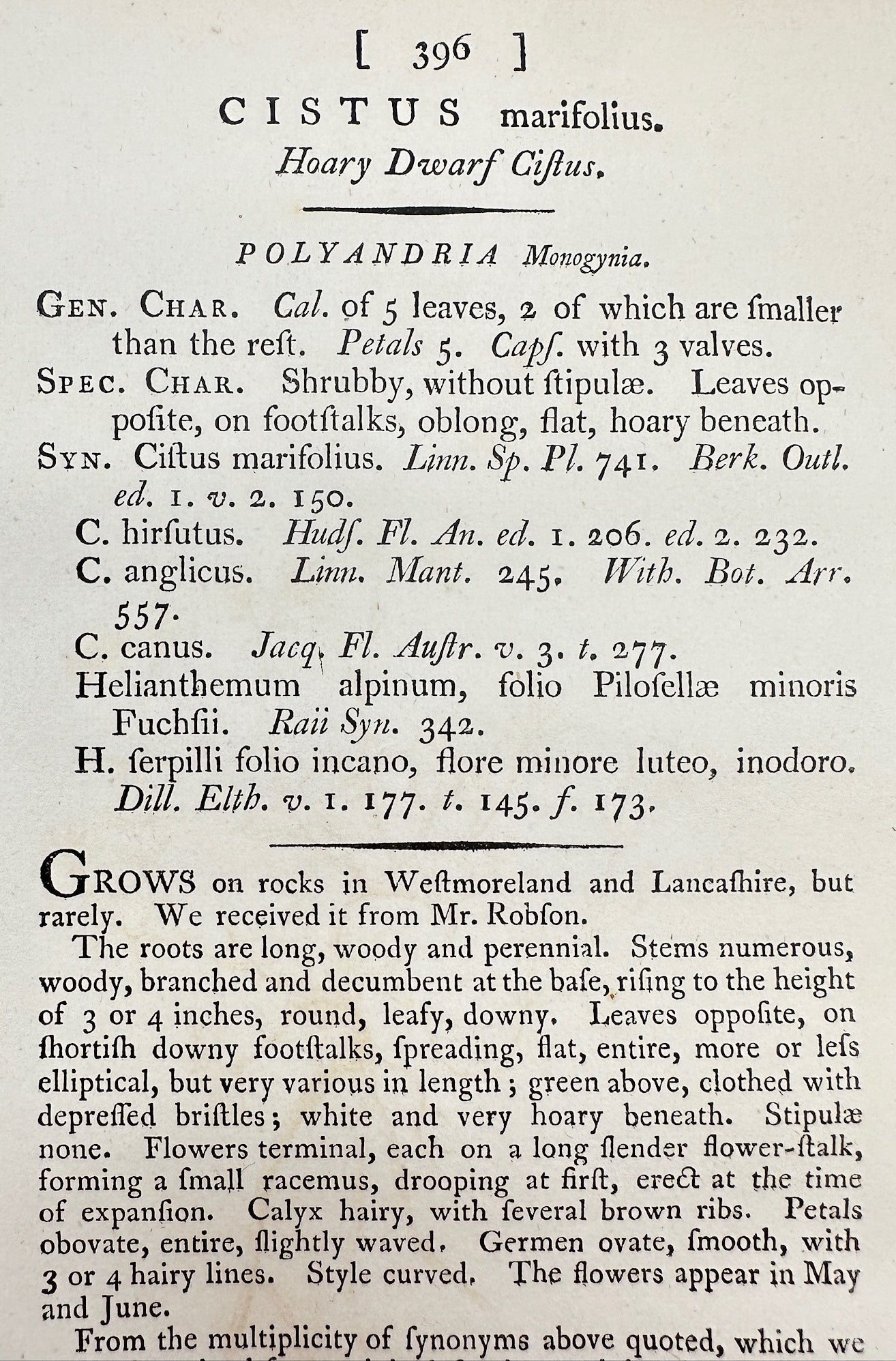 Antique Print - James Sowerby - Cistus Marifolius - Hoary Dwarf Cistus - F1