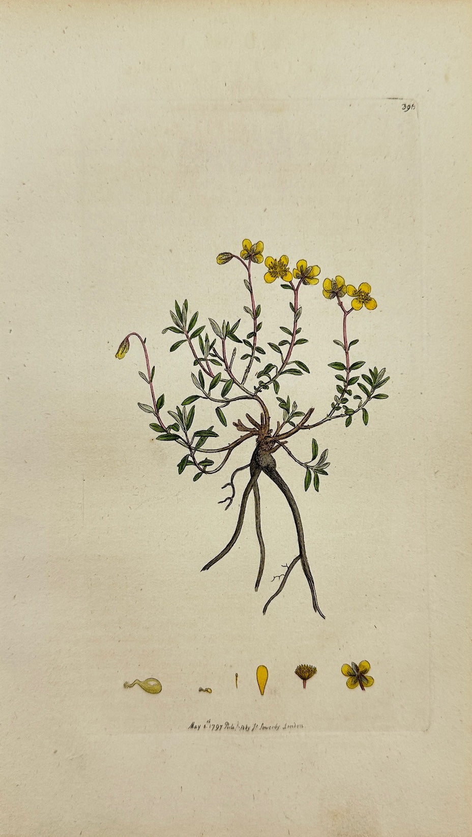 Antique Print - James Sowerby - Cistus Marifolius - Hoary Dwarf Cistus - F1