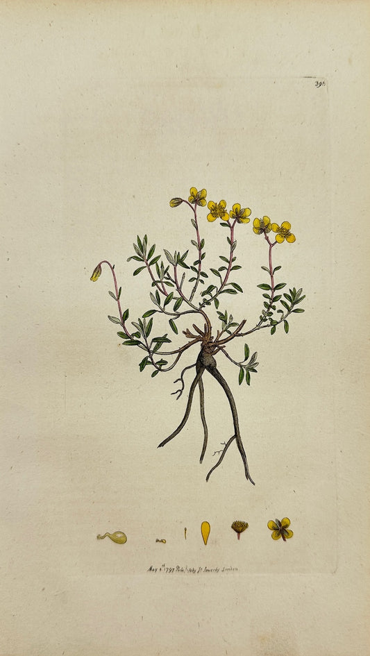 Antique Print - James Sowerby - Cistus Marifolius - Hoary Dwarf Cistus - F1