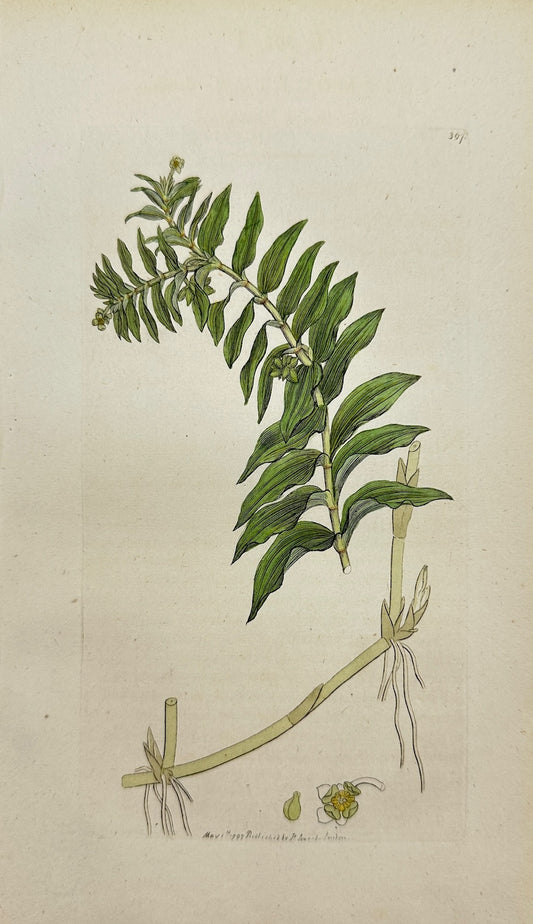 Antique Print - Sowerby - Potamogeton Denfum - Clofe-leaved Pond-weed - F1