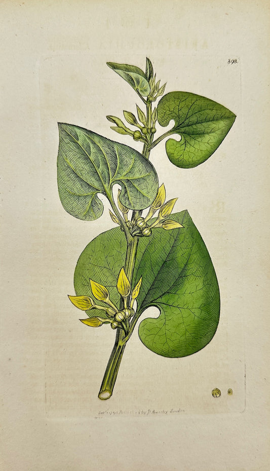 Antique Print - James Sowerby - Aristolochia Clematitis - Common Birthwort - F1