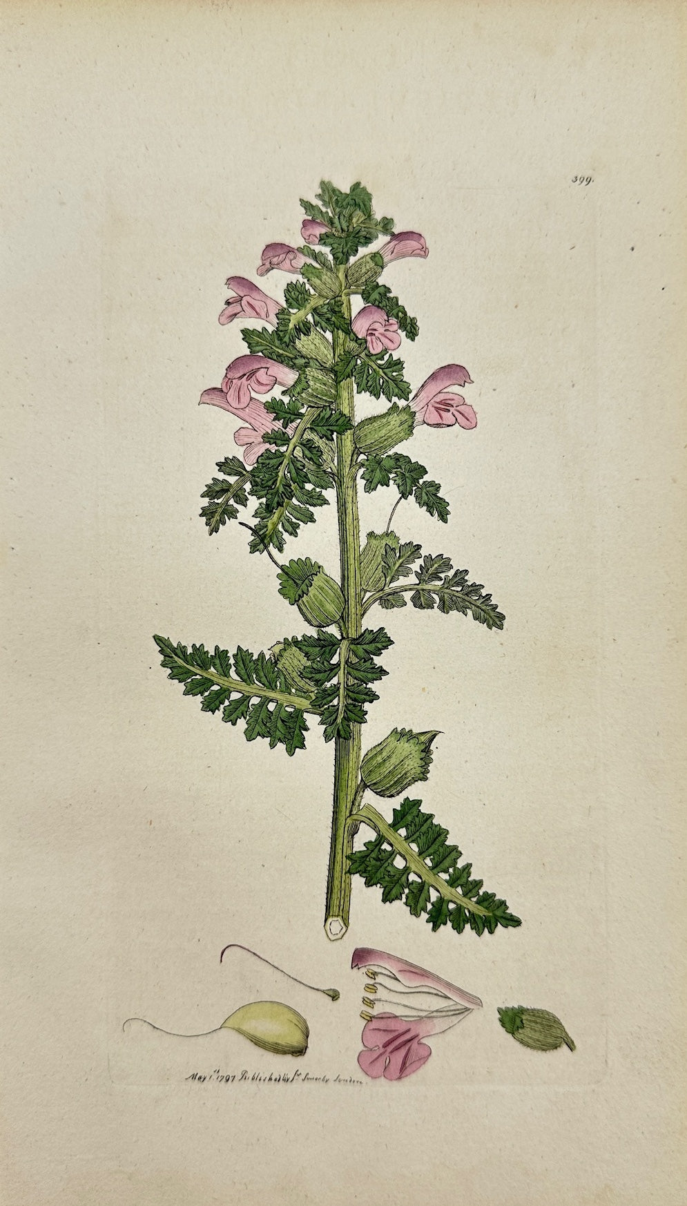 Antique Print - James Sowerby - Pedicularis Paluftris - Marsh Lousewort - F1