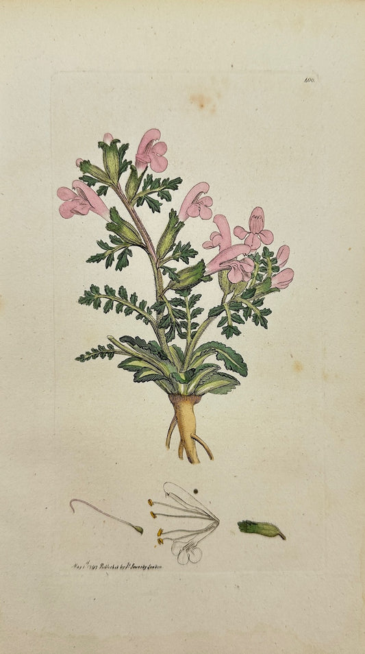 Antique Print - James Sowerby - Pedicularis Fylvatica - Pasture Lousewort - F1