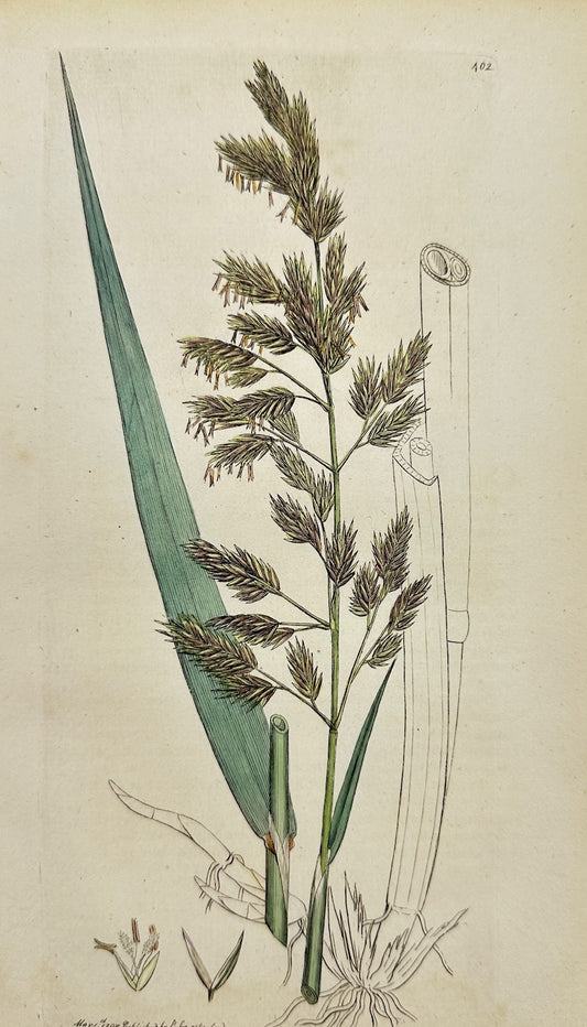 Antique Botanical Print - James Sowerby - Arundo Epigejos - Wood Reed - F1