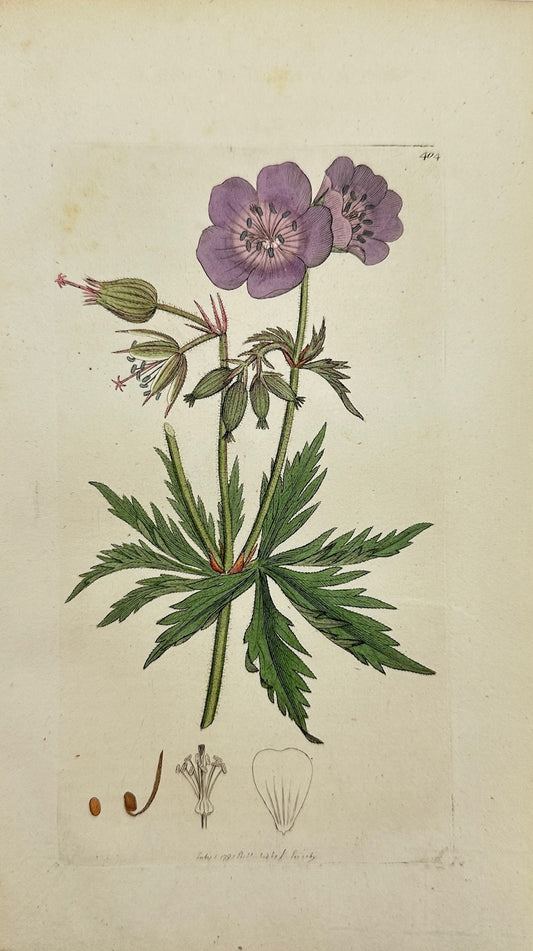 Antique Print - Sowerby - Geranium Pratenfe - Crowfoot-leaved Cranesbill - F1