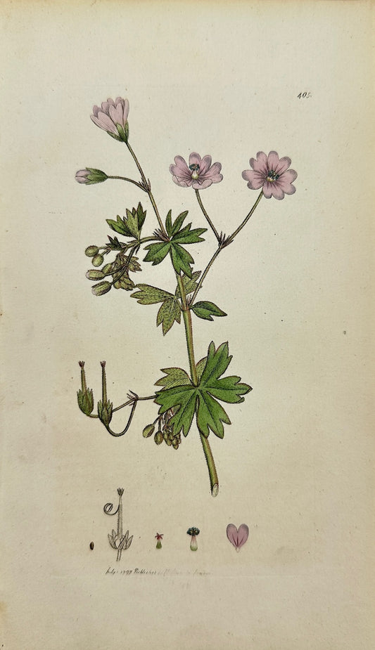 Antique Print - James Sowerby - Geranium Pyrenaicum - Mountain Cranesbill - F1
