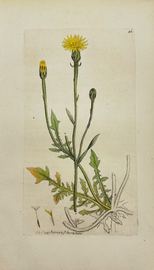Antique Botanical Print - James Sowerby - Crepis Fœtida - Stinking Hawkweed - F1